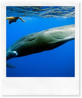 Andrew and his friend, a young sperm whale named Scar, were swimming together off the west coast of Dominica. The two of them became "friends" after Andrew saved Scar's life. (Photo and caption by Peter Allinson)