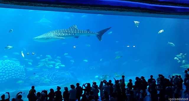 The aquarium at Ocean Kingdom is home to about 20,000 rare fish of different species such as manta rays, sharks and sea turtles. 