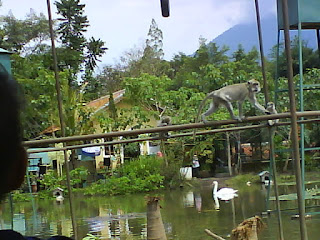 Wisata Taman satwa Cikembulan Kadungora Garut Jawa Barat