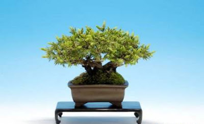 bonsai trees