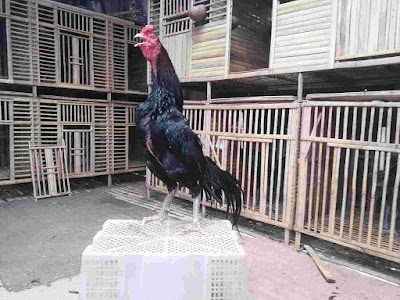 Kandang Umbaran Ayam  Bangkok Aduan  Terbaik  Tilunk Com