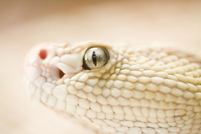 She Had Those Certain Kind of Rattlesnake Eyes by Thomas Hawk from flickr (CC-NC)