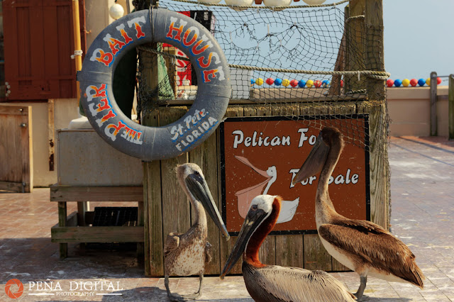 HDR images of pelicans