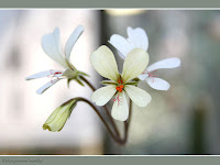 white flower wallpaper desktop