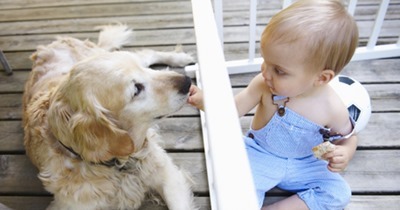 Convívio com cachorros diminui o risco de asma em crianças
