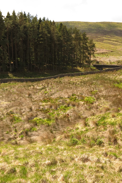 Moorland and a tree plantation in the background. Vivid green grass and moss in the foreground marks out a bog.