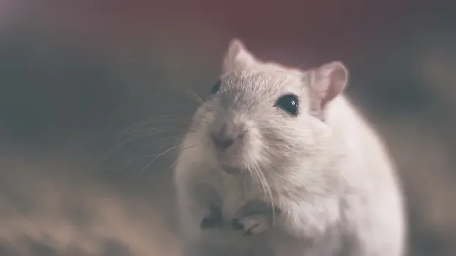 hantavirus virus bahaya dari tikus