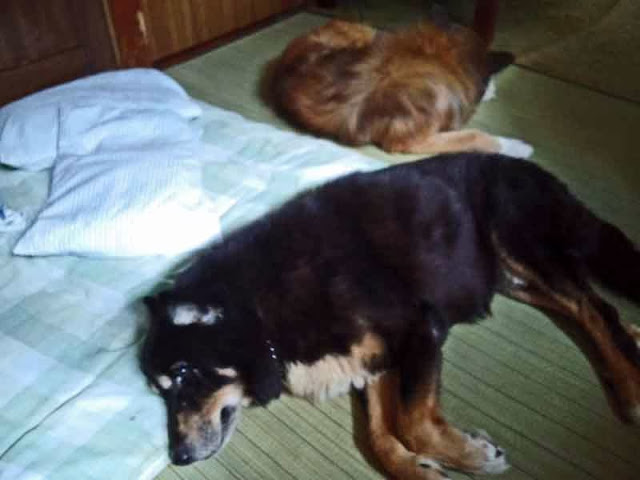 two dogs guard master's bed, futon