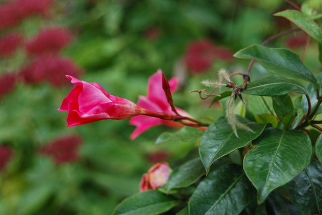 The mandevilla in the center as survived the frost so far, though the white ones have fallen.