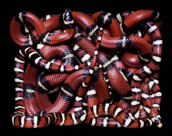Snake skin -very expensive 