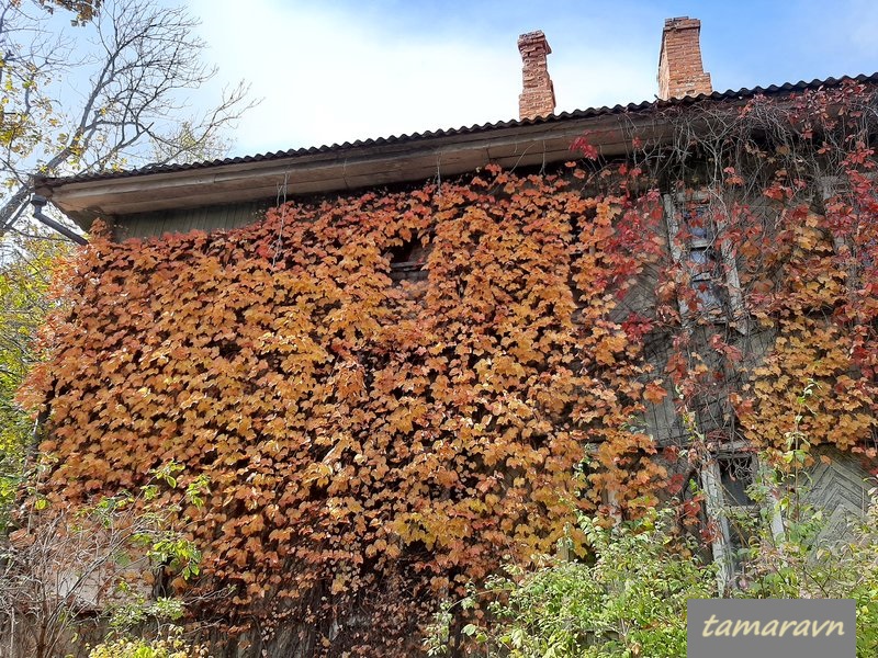 Девичий виноград триострённый (Parthenocissus tricuspidata)