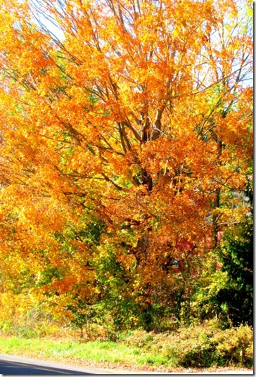 Leaves (480x640)