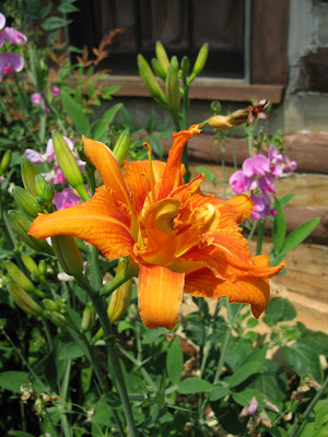 tiger lily flower meaning. Orange Tiger Lily Flower.