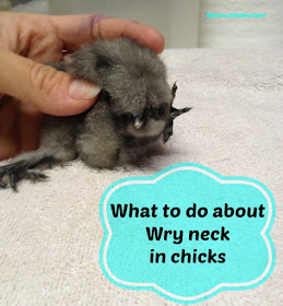 how to heal wry neck in chicks