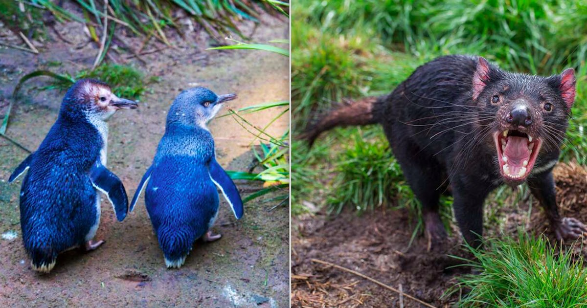 Tasmanian Devils Introduced To Australian Island Wipe Out Breeding Population Of 6,000 Penguins