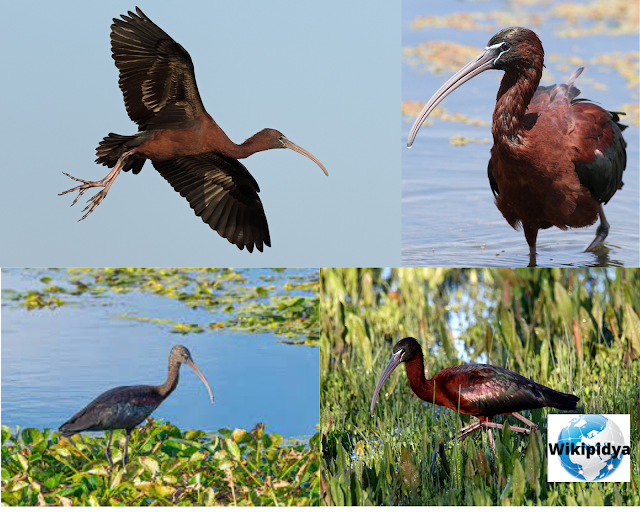 How Many Species Of Storks? The part three, The African Woolly-necked Stork, The Boat-billed Heron, The Squacco Heron, The Straw-necked Ibis, The glossy ibis, The Australian white ibis, The Purple Heron, The Yellow-crowned Night Heron, The Striated Heron, and The Little Egret