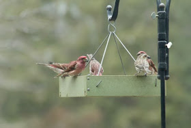 small flock of purple finches at tray feeder