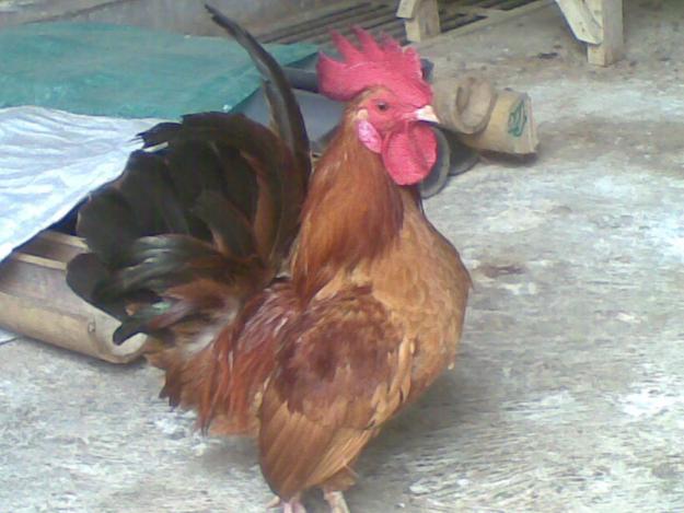  gambar  ayam  XTRA TWO