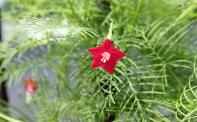 Cypress Vines Flowers Pictures