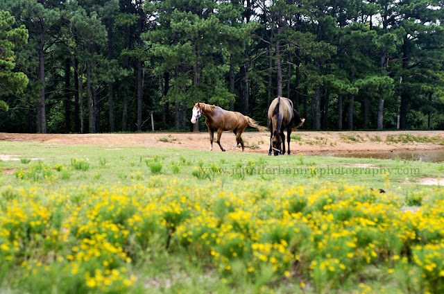 Greenville Photographer