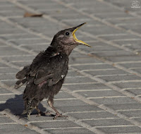 Estornino negro​ (Sturnus unicolor)