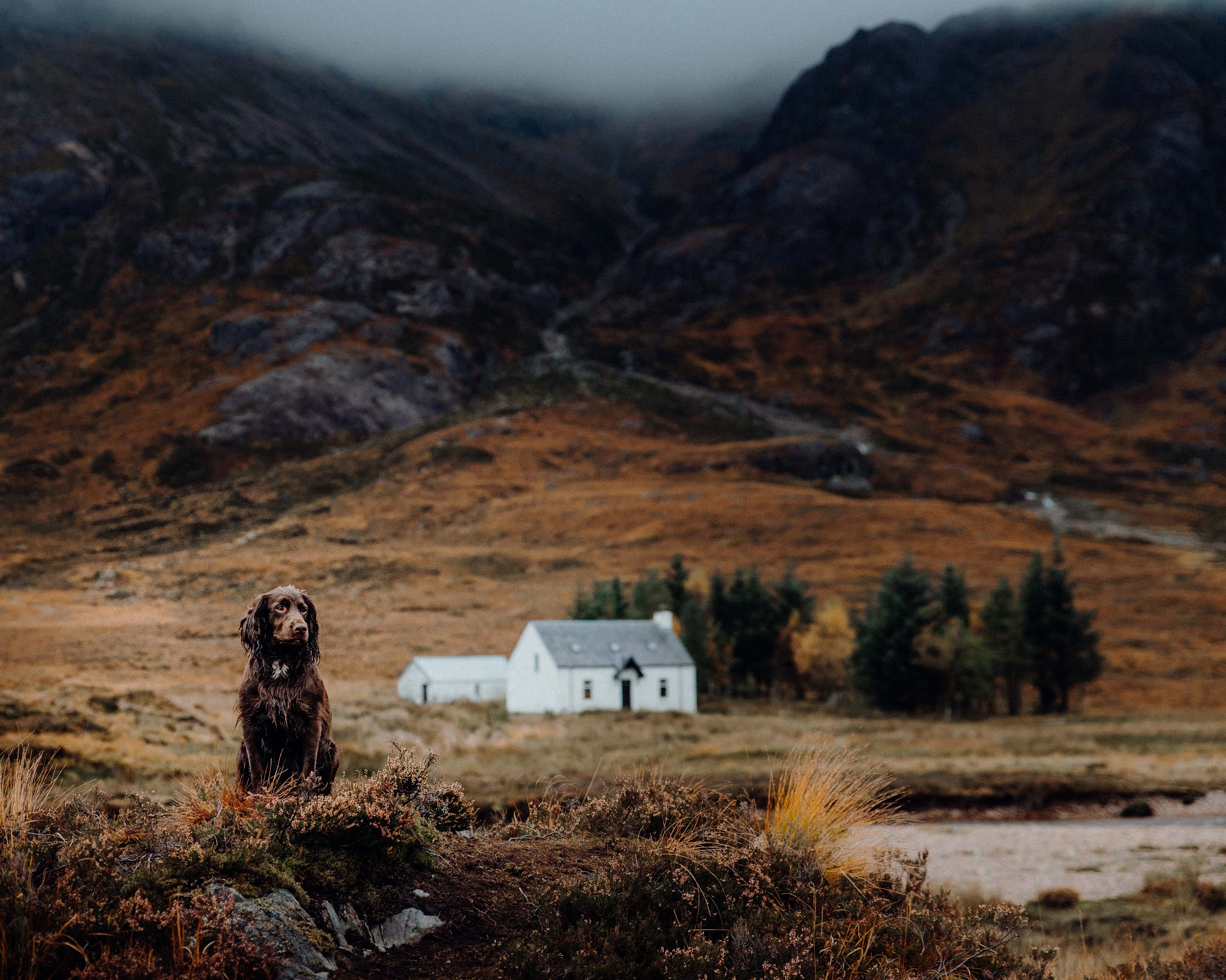 glencoe landrover spaniel defender liquid grain