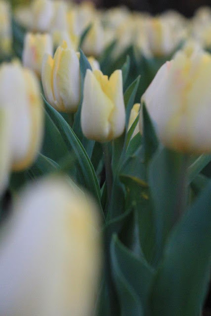 Tulip Putih Kekuningan