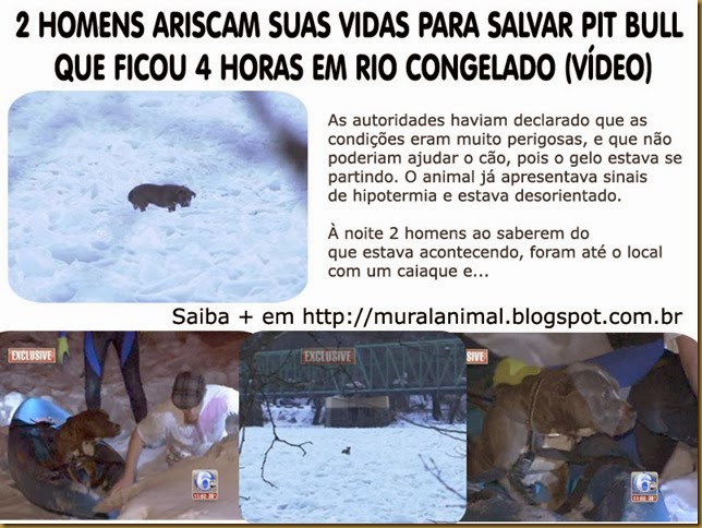 pitbull-caiaque