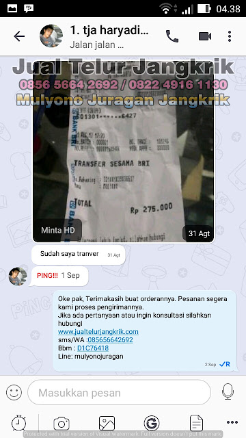 budidaya jangkrik, cara beternak jangkrik, cara budidaya jangkrik, cara ternak jangkrik, jual telur jangkrik, ternak jangkrik