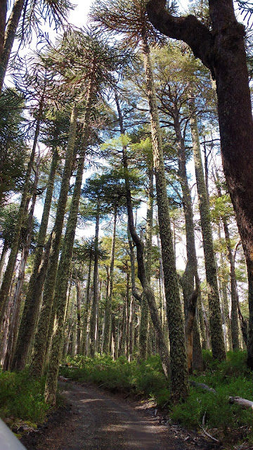 Parque Nacional Villarrica, Chile