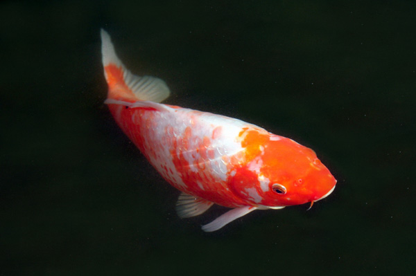 Arowana: Type of Japanese Koi Fish