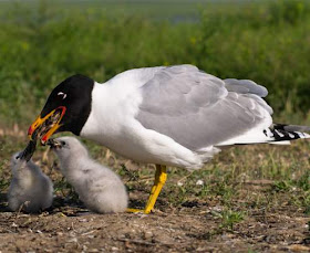 Pallas's gull - Ichthyaetus ichthyaetus