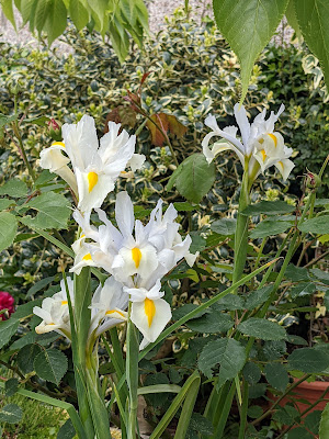 unknown white iris
