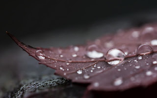 Beautiful HD Water Drops Photos