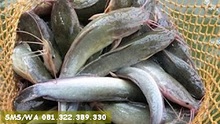 Master Essen Ikan Lele Kilo Gebrus