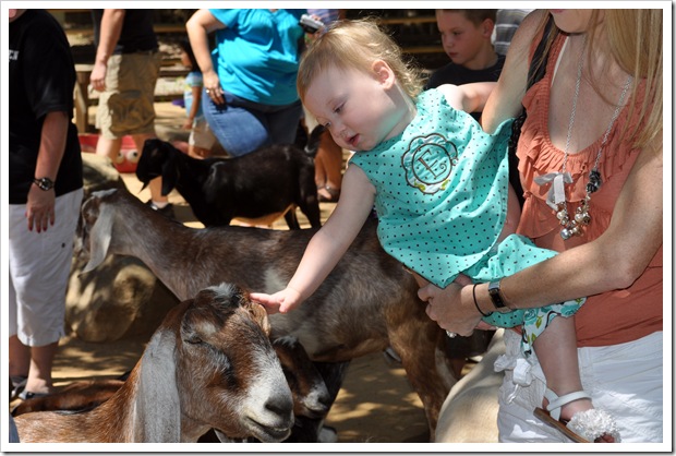 EC petting zoo 2