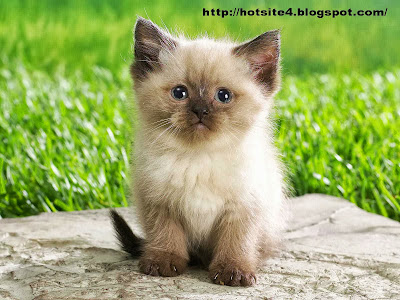 2014 Animals HD Wallpaper - Cute Kitten 2014 Babies Pets and Animals Wallpaper 2014 -  Download 2014 Beautyfull Full Size Desktop Animals Wallpaper