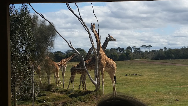 giraffes werribee open plains zoo sanctuary