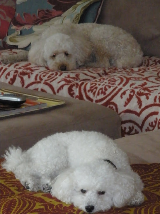 Domino (top) & Dash