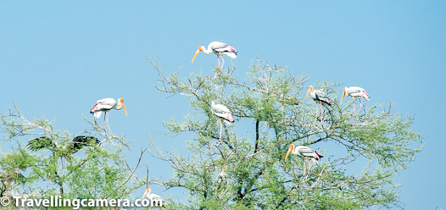 Bird of the month, Stork, Painted Stork, Wooly-necked stork, black-necked stork, crane, Keoladeo National Park, Bharatpur Bird Sanctuary, Bird Watching, Bird Photography, Birding