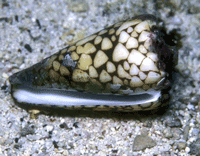 siput marbled cone hewan paling beracun di dunia