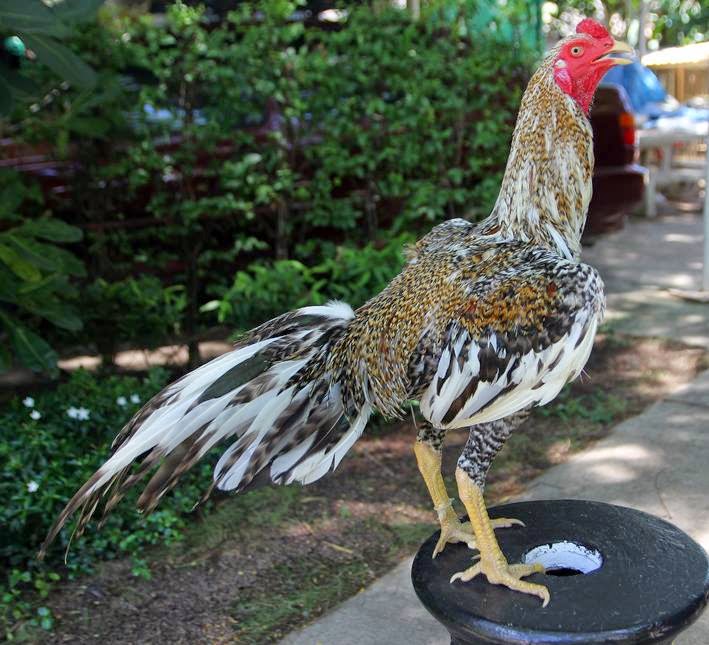  Gambar  Ayam  Bangkok Bagus Ayam  Juara