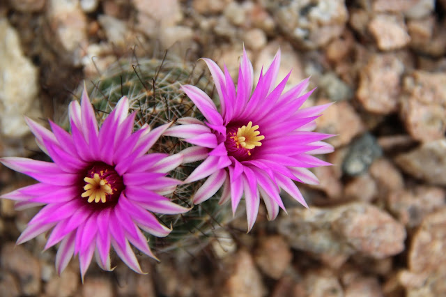 Mammillaria wrightii