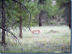 4361 Pronghorn at Fairyland Canyon Bryce Canyon National Park UT