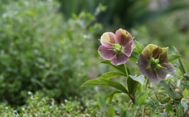 Lenten Rose Flowers