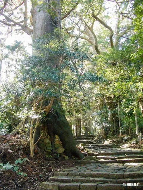 熊野古道「大門坂」