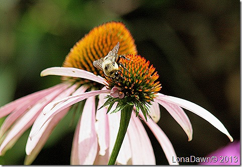 Coneflower_Bumblebee