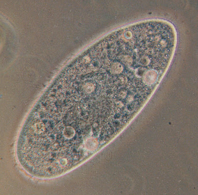 Protozoa eten bacteriën en schimmels en geven ammonium terug aan de bodem