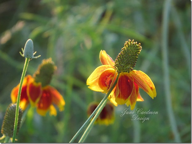 Mexican_Hat_Wildflower