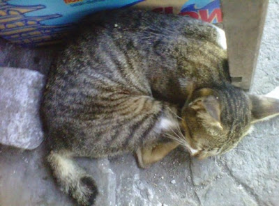 +Foto gaya kucing sedang tidur yang lucu dan menarik